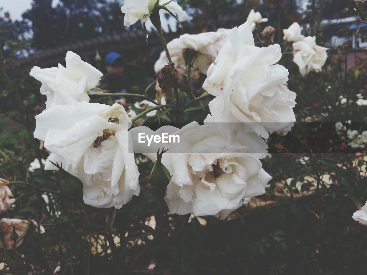 WHITE ROSES BLOOMING OUTDOORS