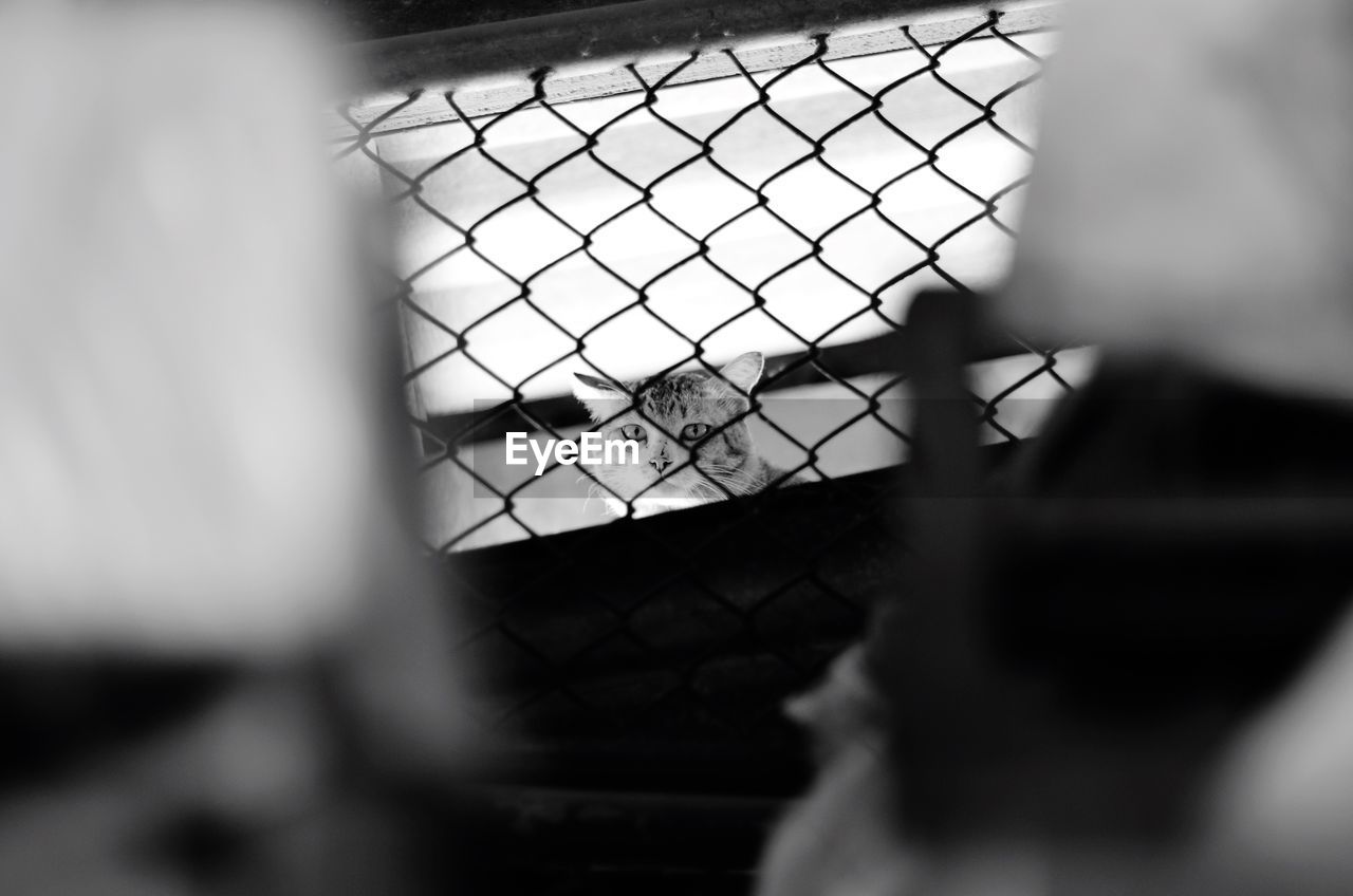 CLOSE-UP OF DOG ON CHAINLINK FENCE