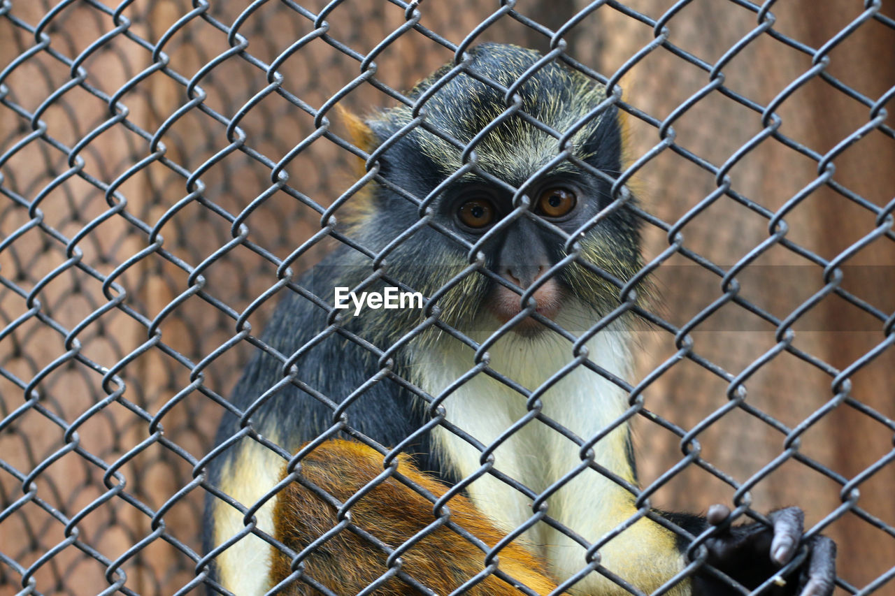 PORTRAIT OF MONKEY IN CAGE AT ZOO
