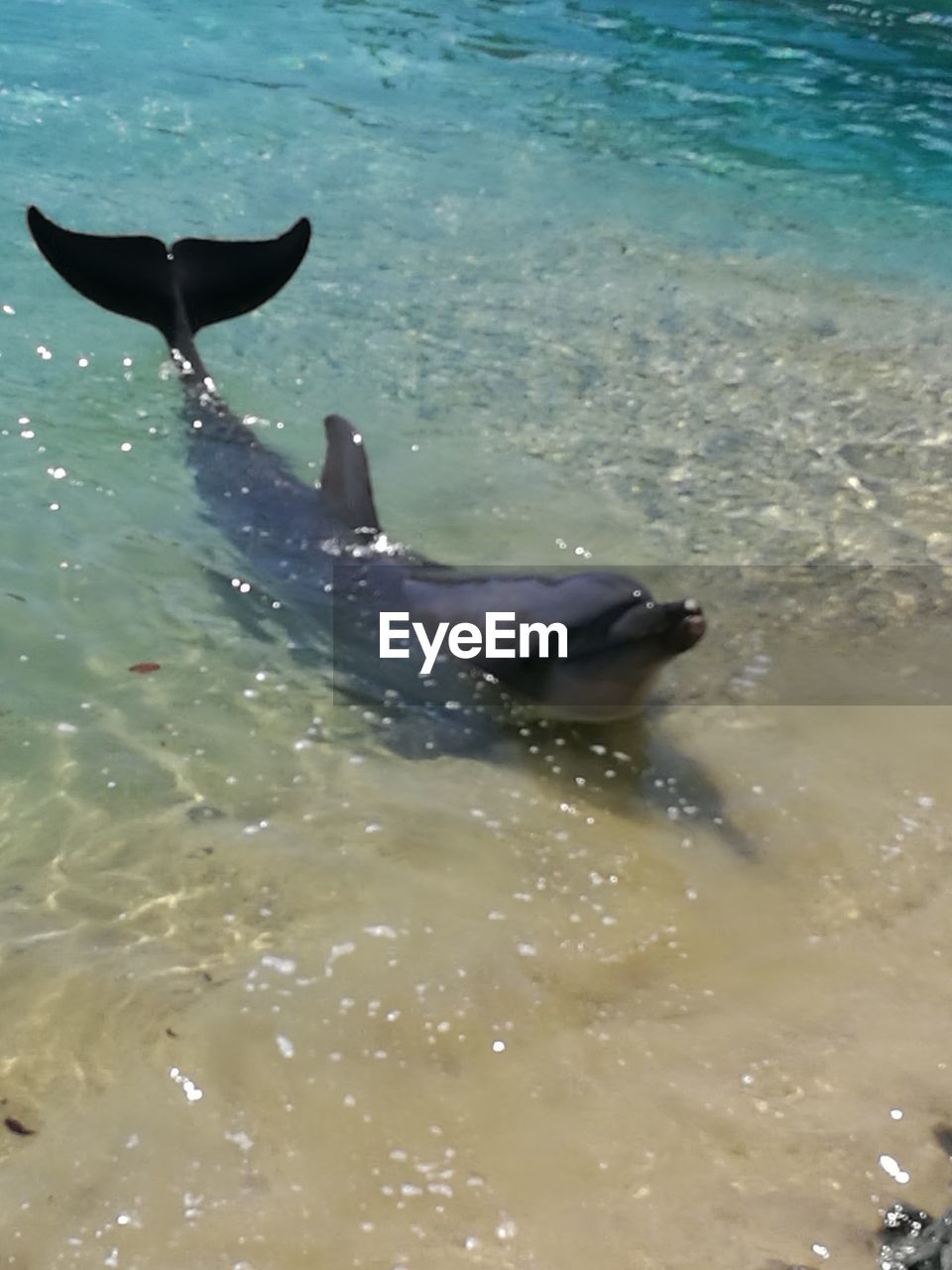 BLACK SWAN SWIMMING IN WATER