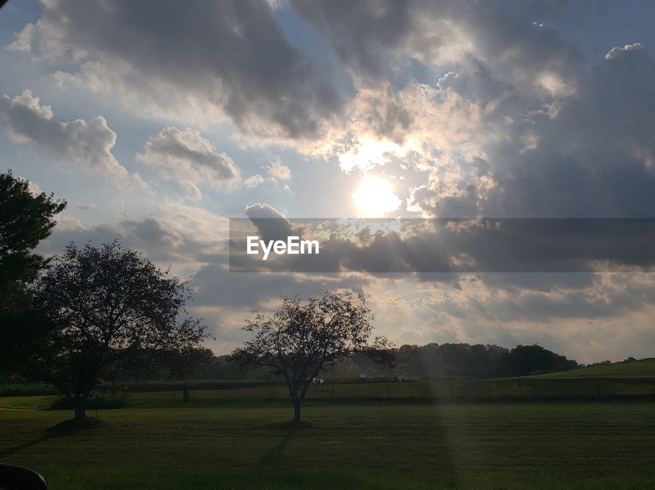 TREES GROWING ON FIELD AGAINST SKY DURING SUNSET