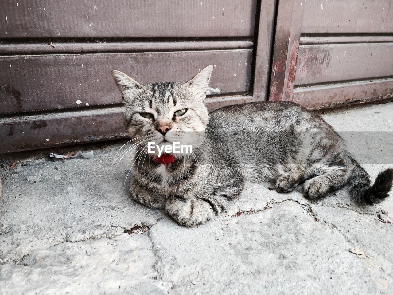 Portrait of cat sitting outdoors