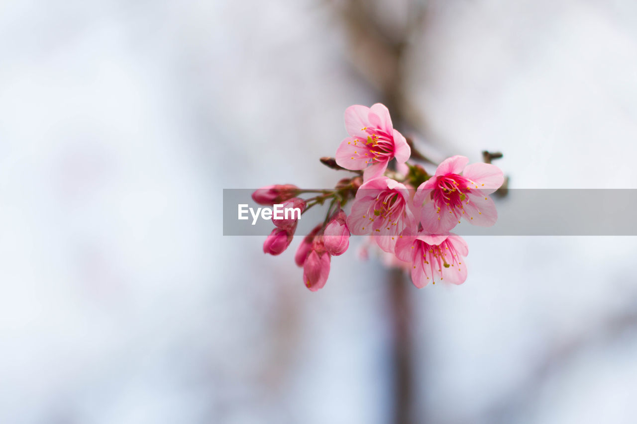 Close-up of pink flowers