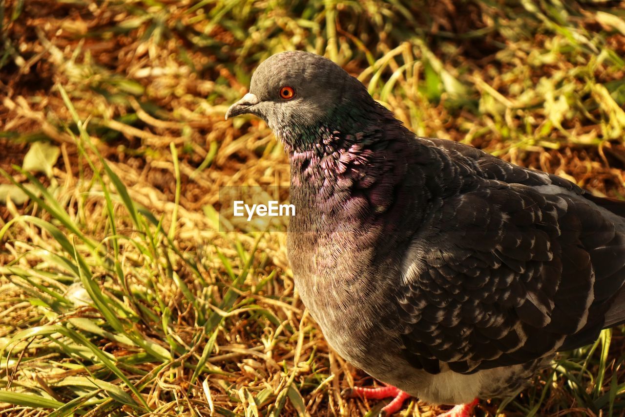 Close-up of pigeon perching on field