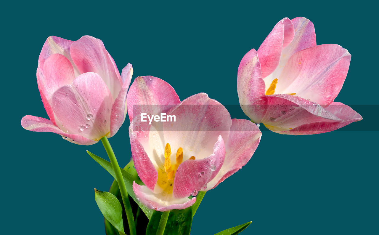 flower, flowering plant, plant, freshness, beauty in nature, pink, petal, inflorescence, flower head, close-up, fragility, nature, blossom, no people, growth, macro photography, aquatic plant, leaf, pollen, studio shot, plant part, outdoors, colored background, botany, springtime, water