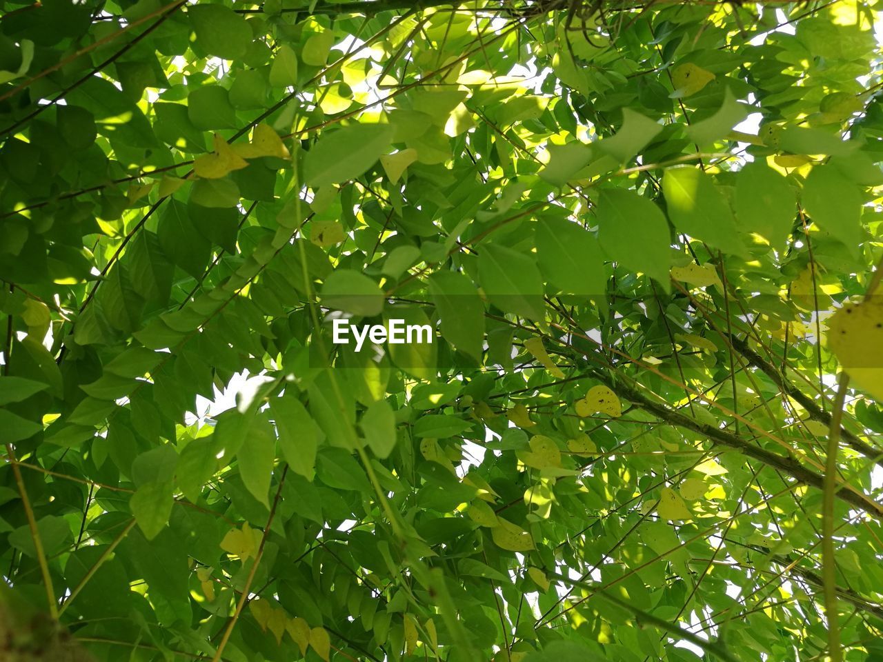 FULL FRAME SHOT OF TREE LEAVES