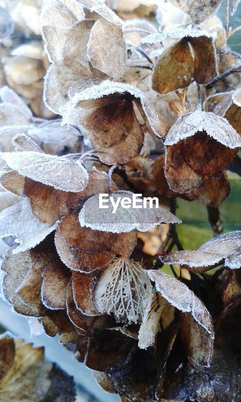 CLOSE-UP OF LEAVES AGAINST THE BACKGROUND