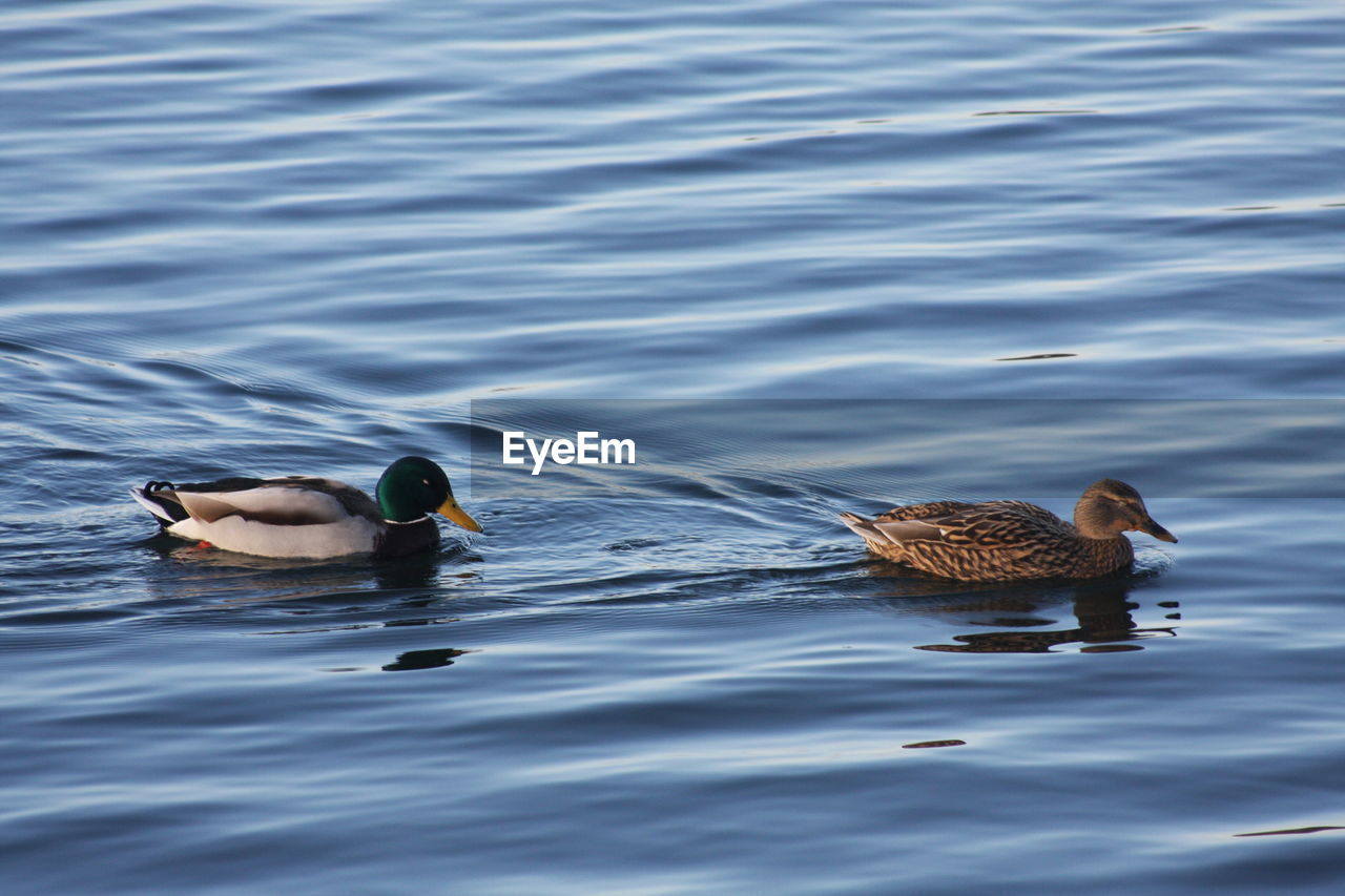 Duck swimming in lake