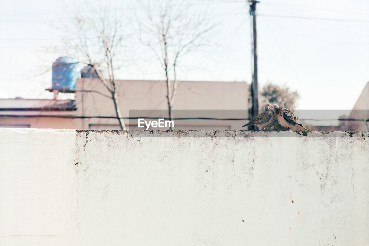 Low angle view of mourning doves on concrete wall