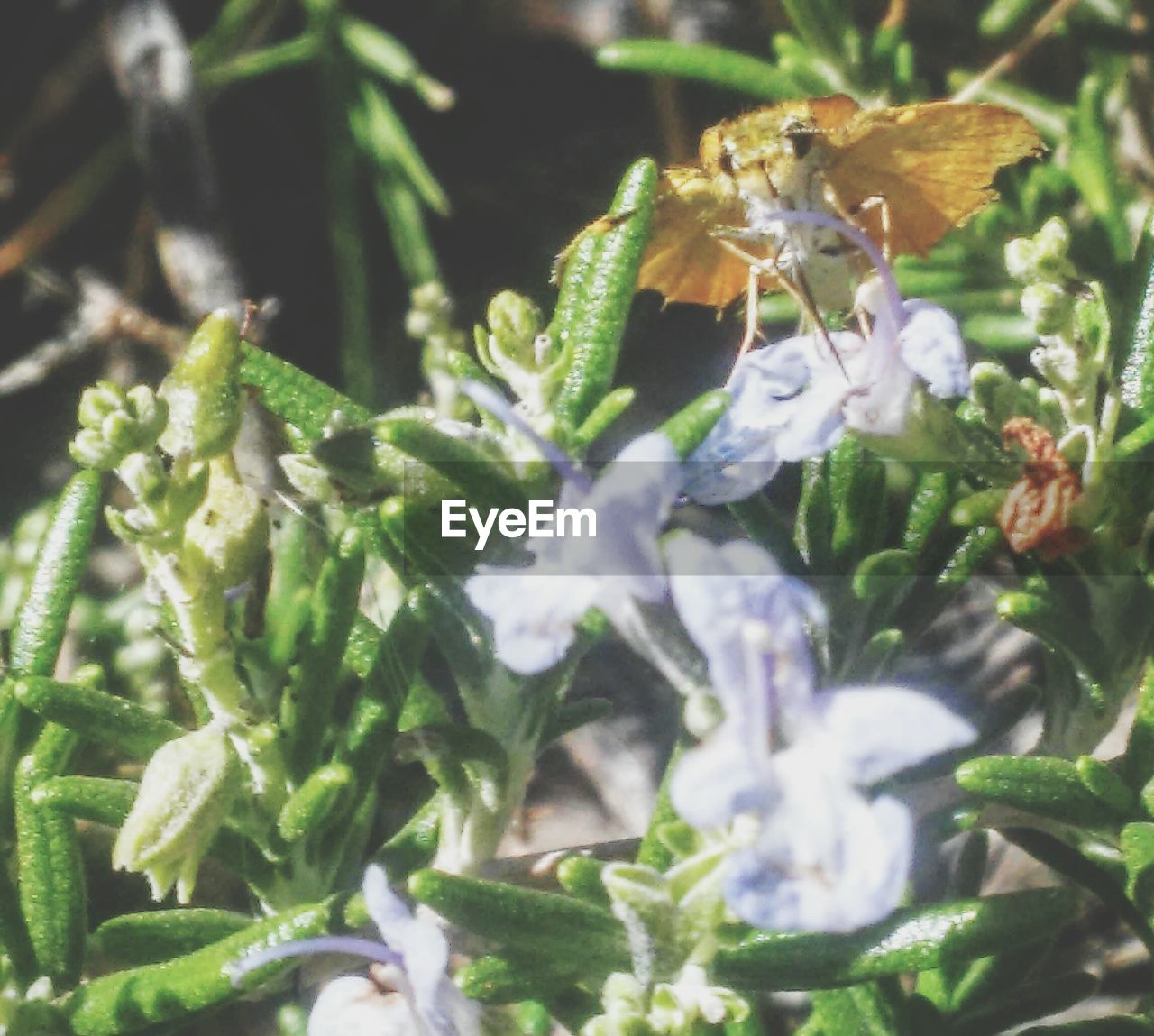 CLOSE-UP OF INSECT POLLINATING ON PLANT