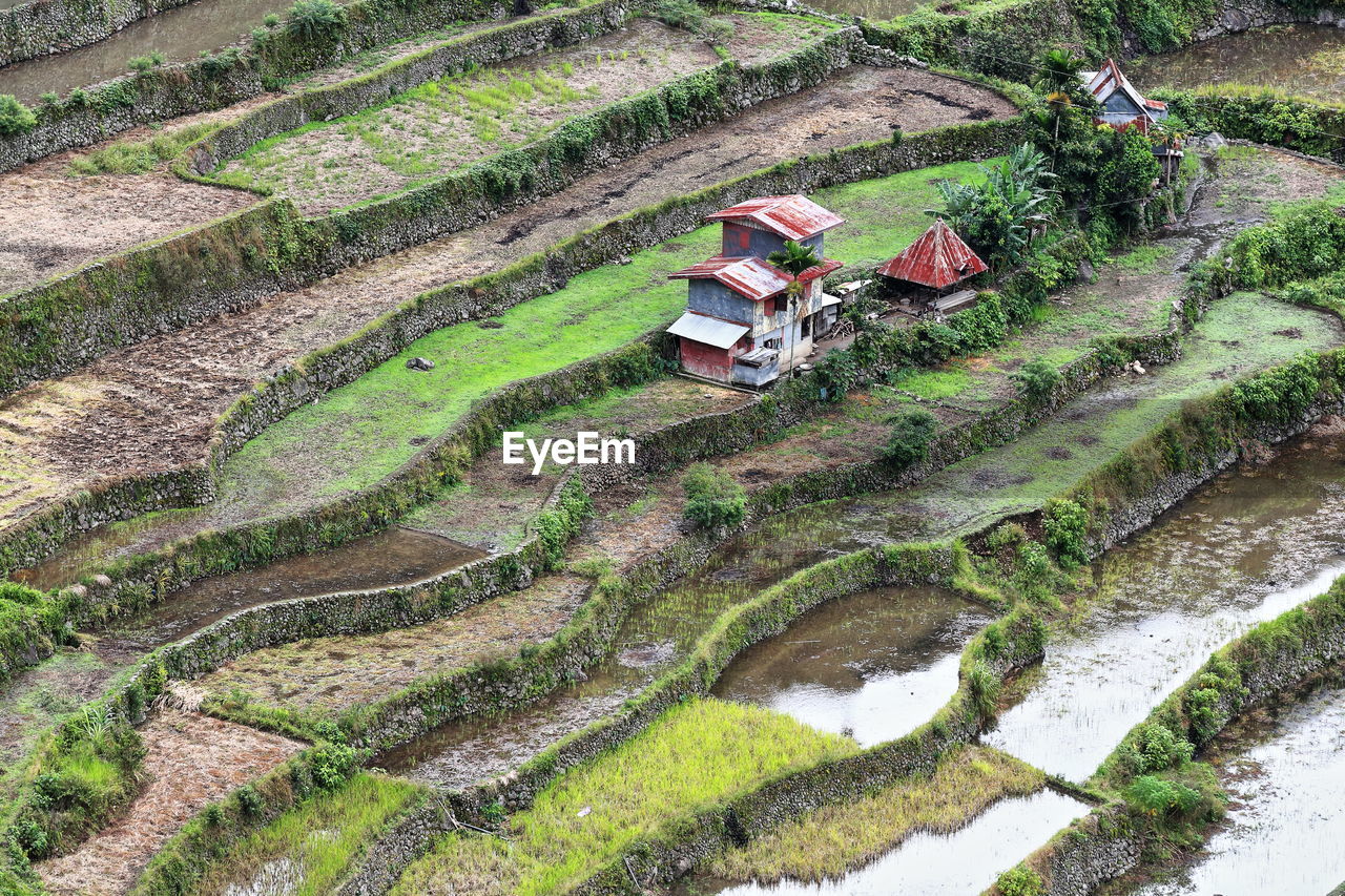 HIGH ANGLE VIEW OF RICE ON FIELD