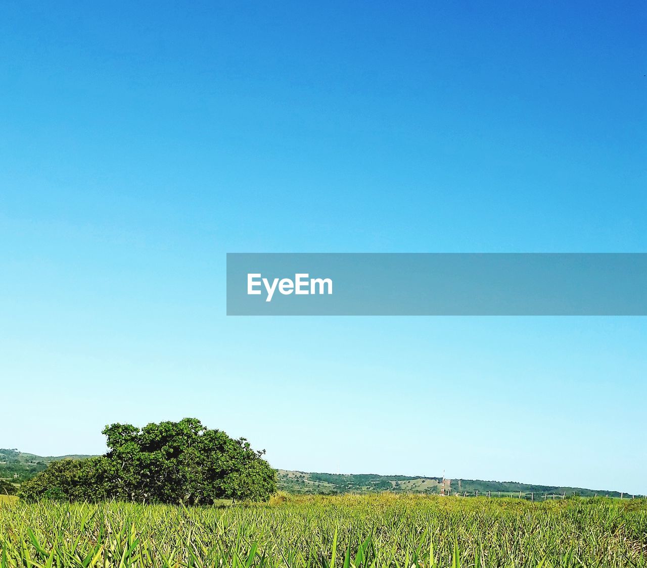 PLANTS GROWING ON FIELD AGAINST CLEAR BLUE SKY