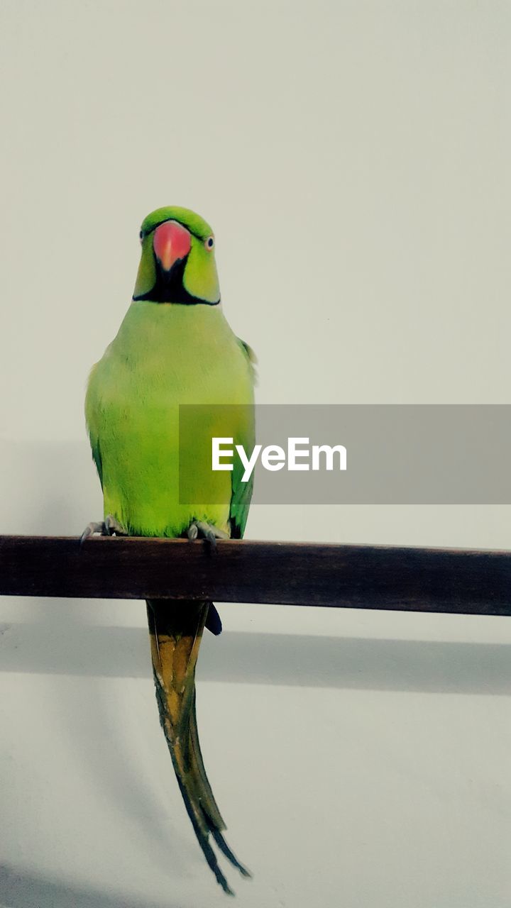 CLOSE-UP OF PARROT PERCHING ON BRANCH WITH WHITE BACKGROUND