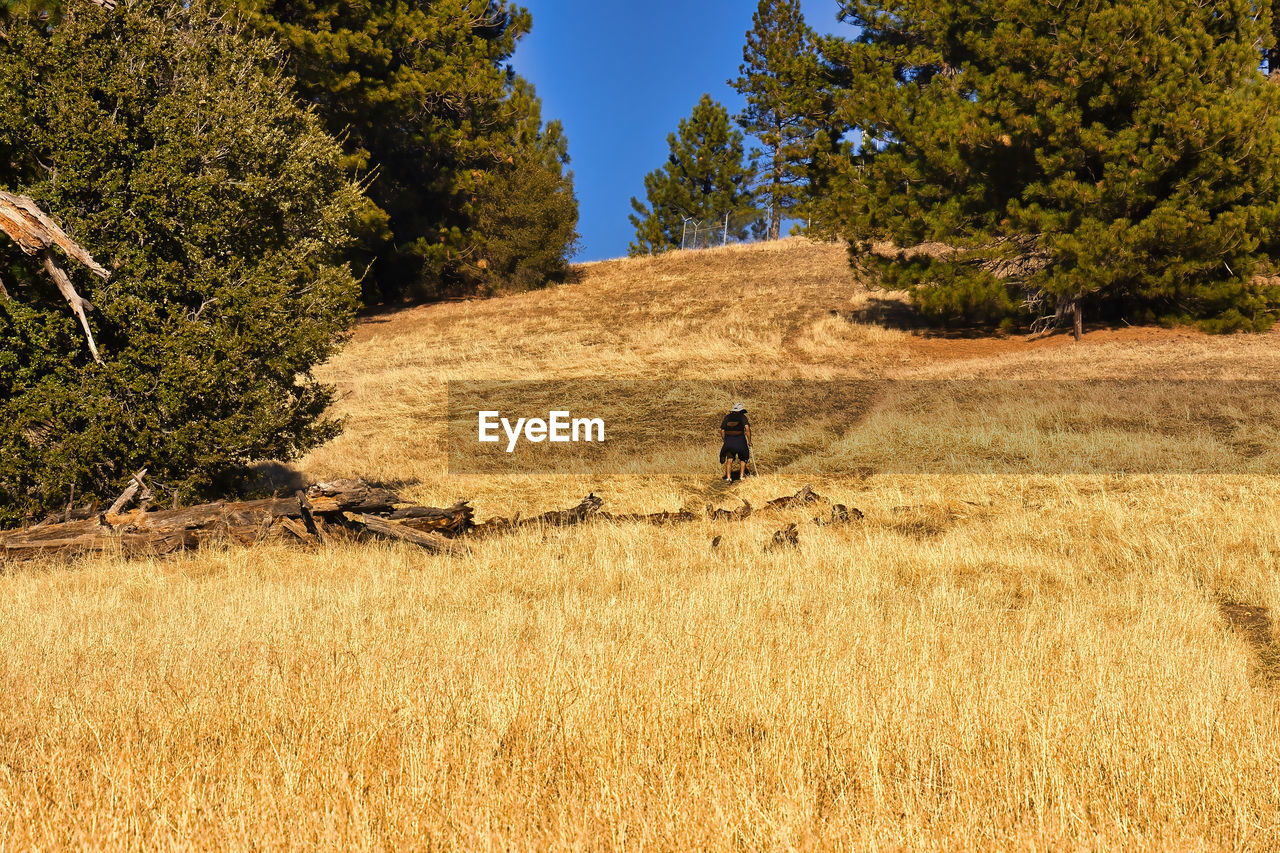 MAN WALKING ON FIELD BY TREES