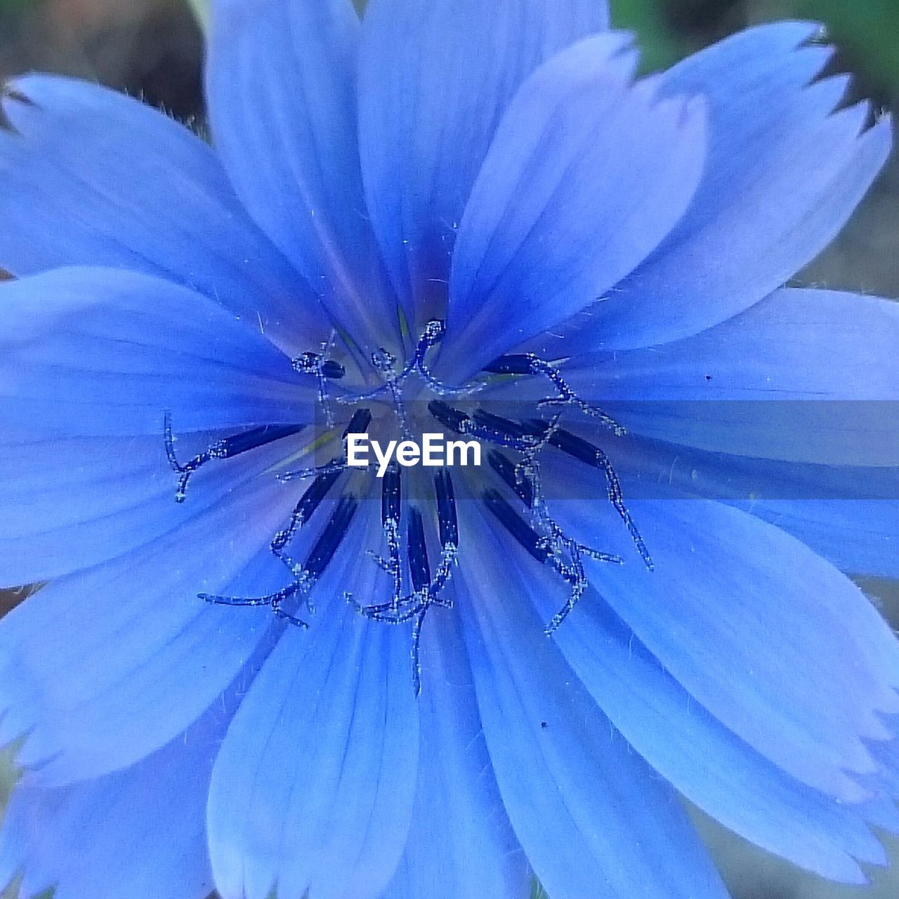 Macro shot of blue cornflower