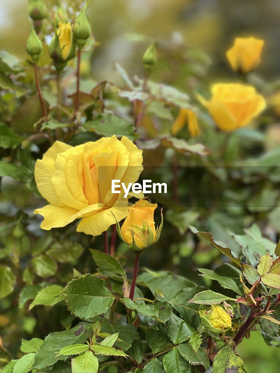 plant, flower, flowering plant, yellow, beauty in nature, freshness, nature, plant part, leaf, growth, flower head, petal, close-up, inflorescence, fragility, no people, focus on foreground, wildflower, outdoors, springtime, green, day, blossom, animal wildlife, botany, rose, sunlight