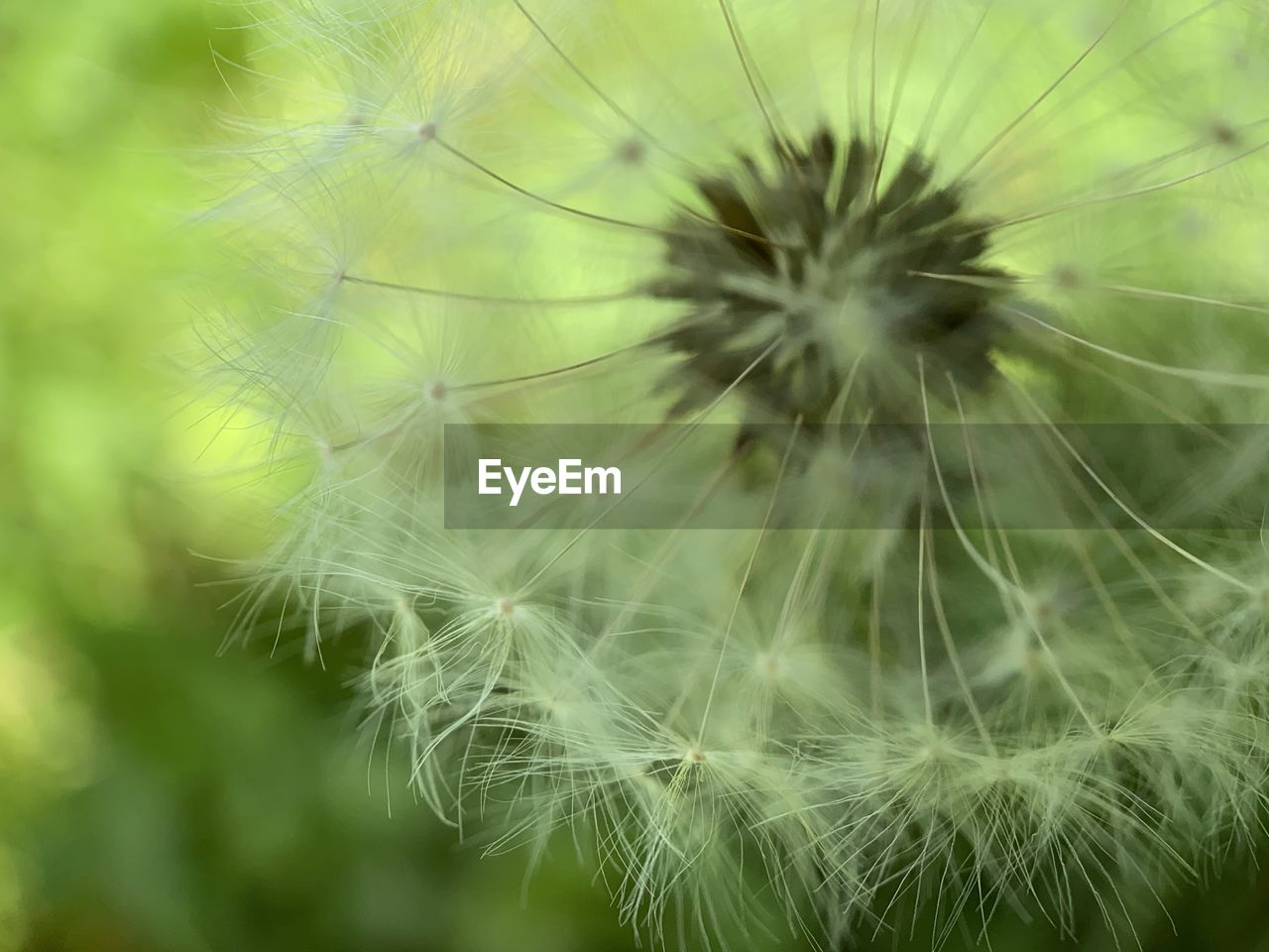 Close up of dandelion gone to seed