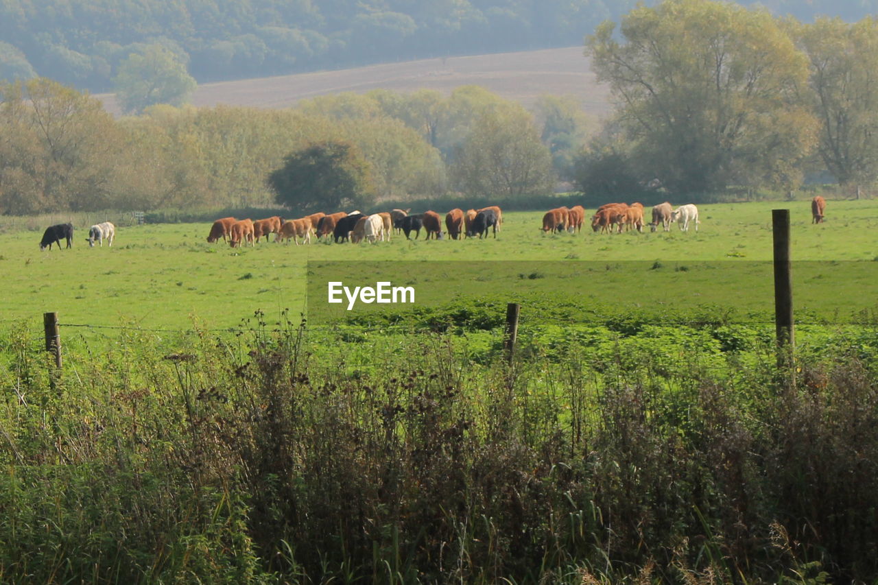 HORSE GRAZING ON GRASSY FIELD