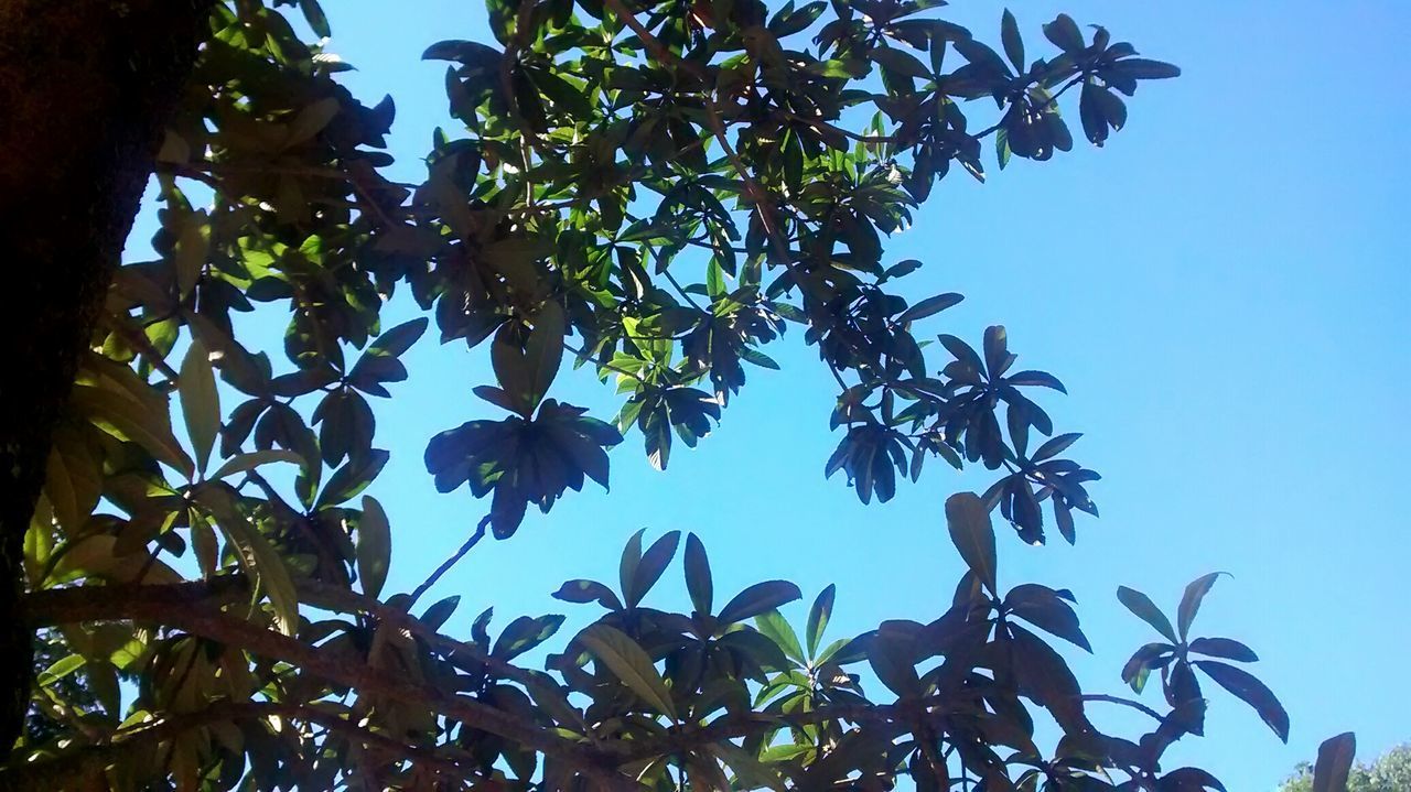 LOW ANGLE VIEW OF TREES AGAINST BLUE SKY