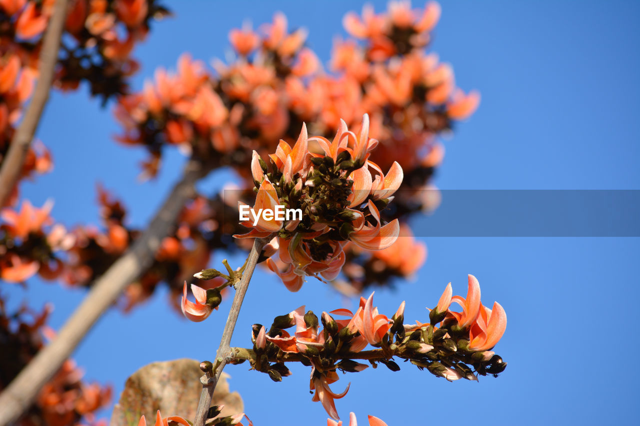 Low angle view of flowering plant against clear blue sky
