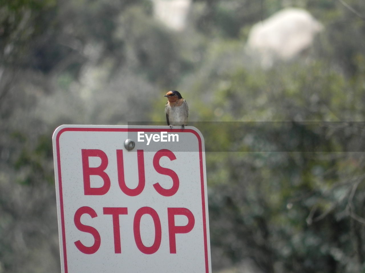 View of a bird perching on a bus stop sign