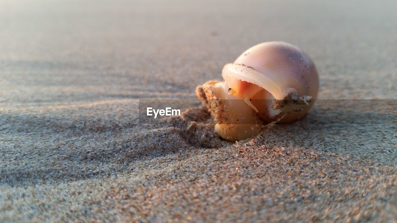 Close-up of snail at beach