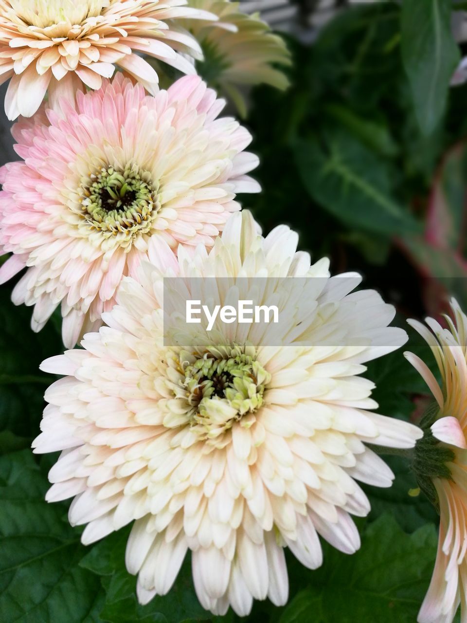 CLOSE-UP OF FLOWER