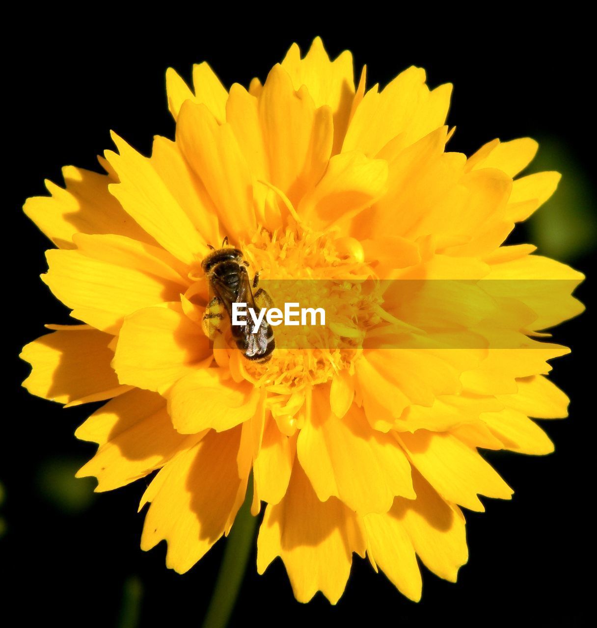 CLOSE-UP OF BEE ON YELLOW FLOWER AGAINST BLACK BACKGROUND