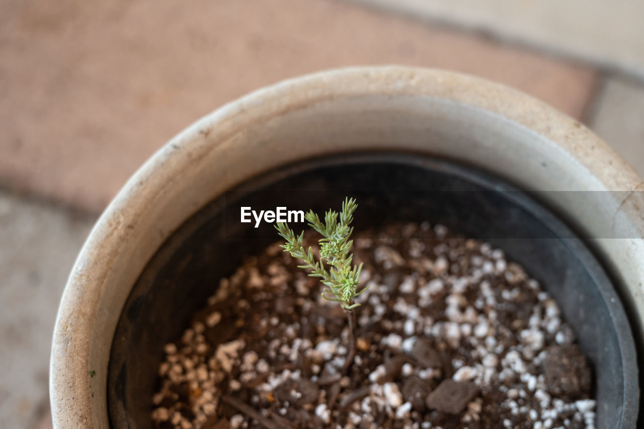 soil, growth, plant, beginnings, flowerpot, nature, houseplant, seedling, dirt, close-up, potted plant, no people, produce, leaf, food and drink, plant part, food, focus on foreground, gardening, botany, day, outdoors, high angle view, beauty in nature, sapling