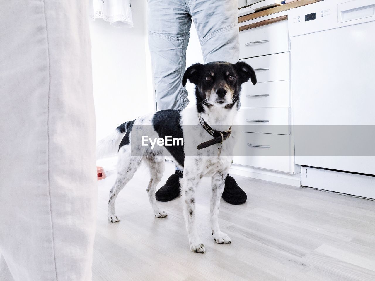 Portrait of dog standing amidst people in kitchen at home