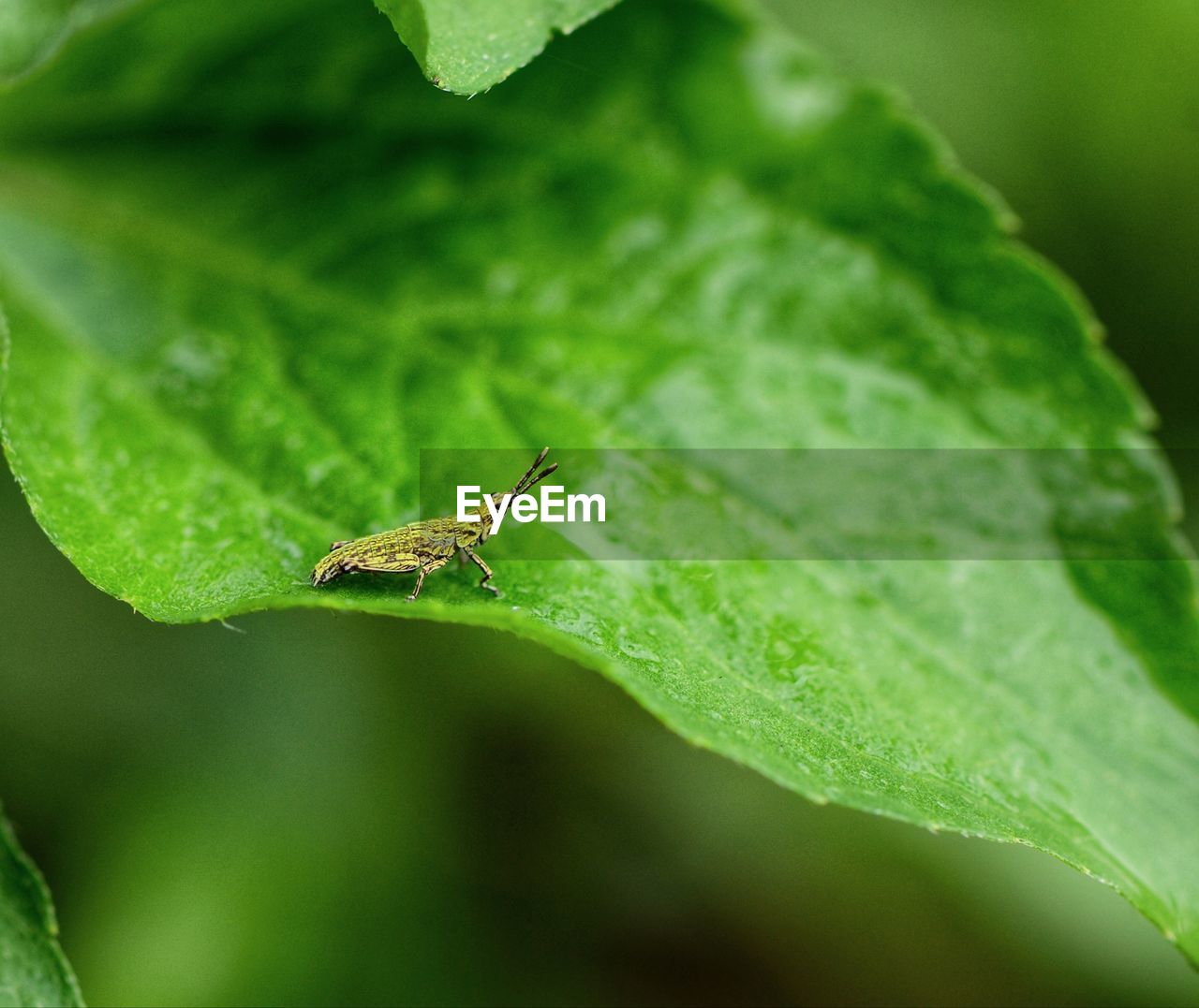 CLOSE-UP OF GRASSHOPPER