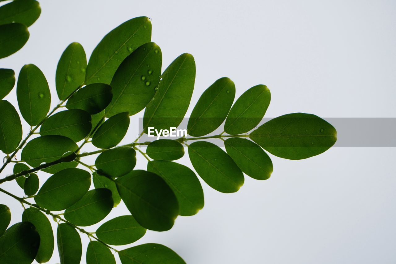 LOW ANGLE VIEW OF LEAVES AGAINST WHITE BACKGROUND