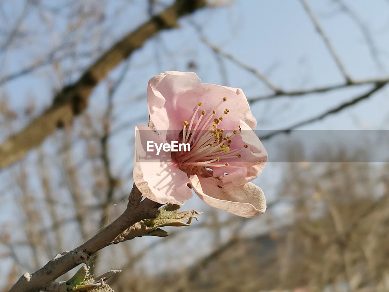 CLOSE-UP OF PINK FLOWER BLOOMING ON TREE