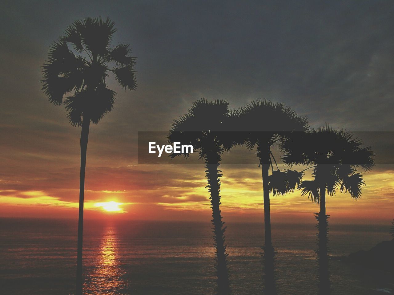 Silhouette palm trees in front of sea during sunset