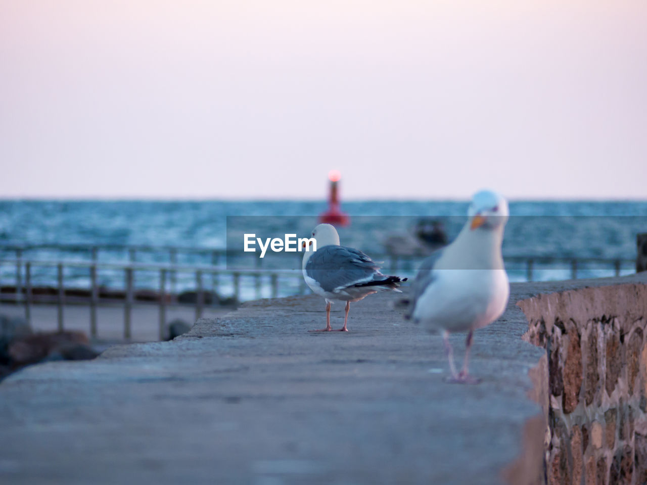 Seagulls perching on stone wall at beach against clear sky