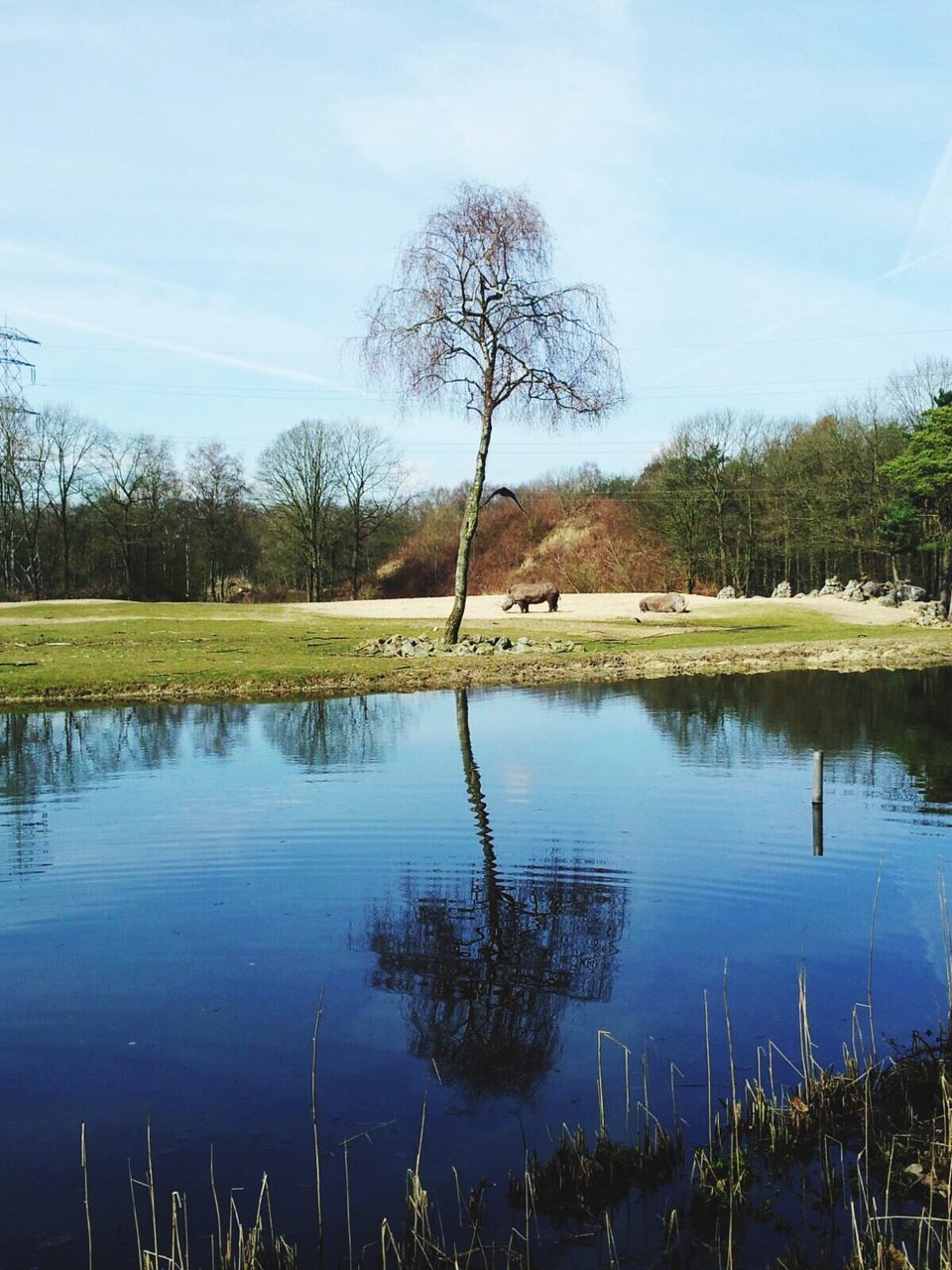 REFLECTION OF TREES IN WATER