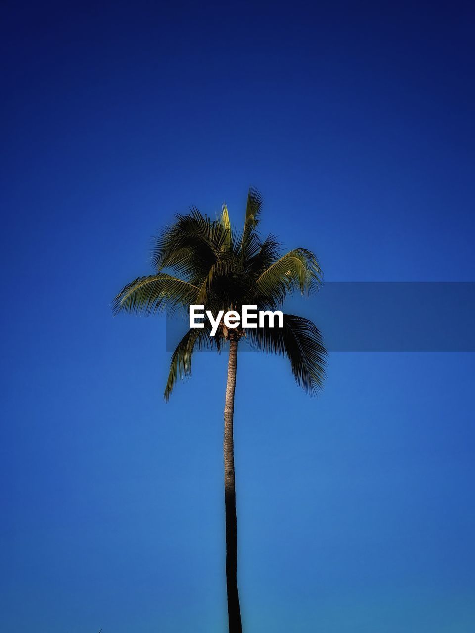 palm tree against clear blue sky