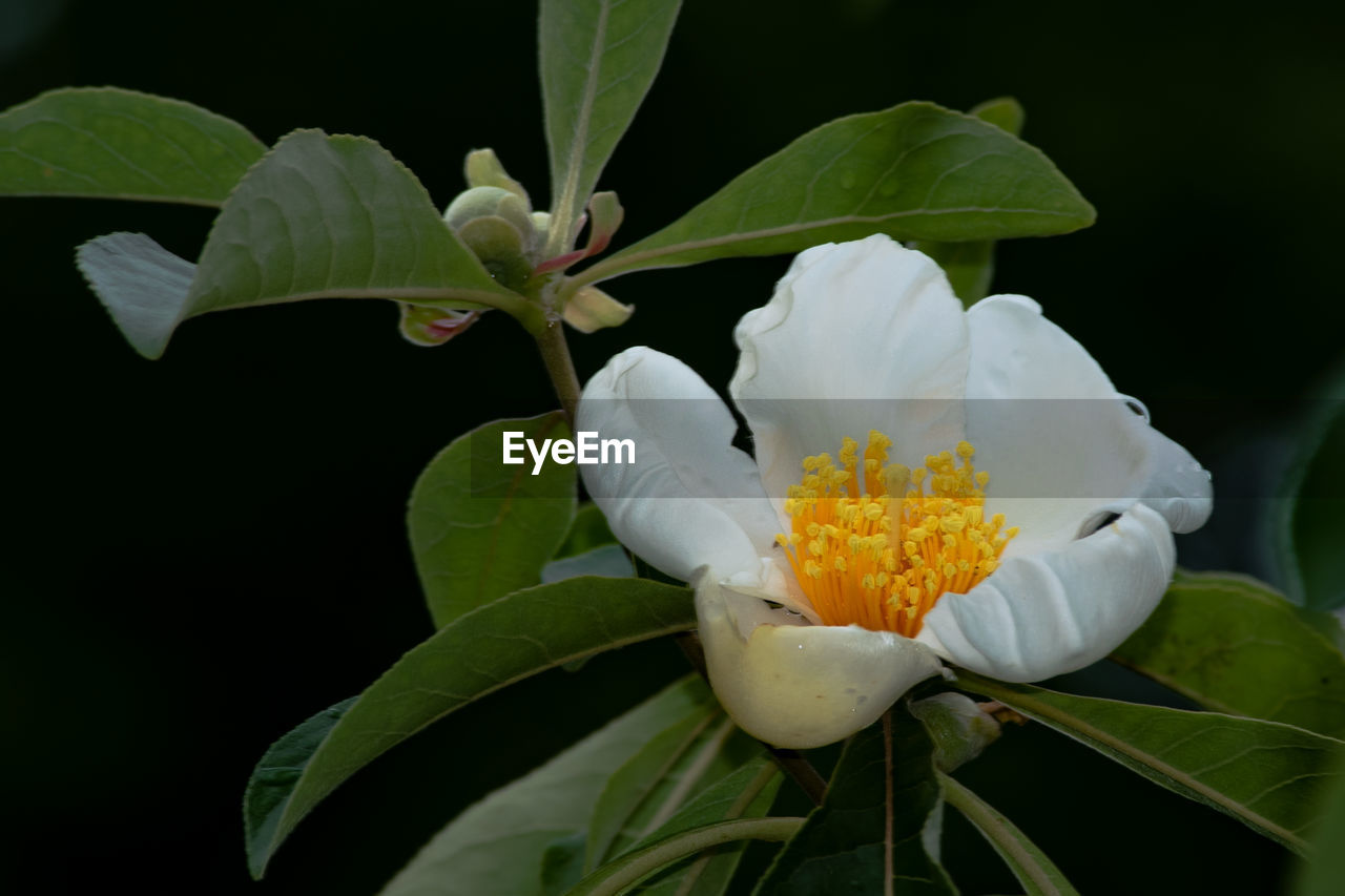 CLOSE-UP OF WHITE FLOWERS BLOOMING