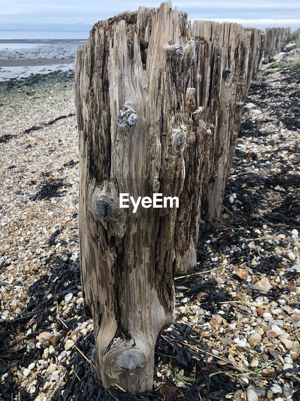 CLOSE-UP OF TREE TRUNK AGAINST THE SEA