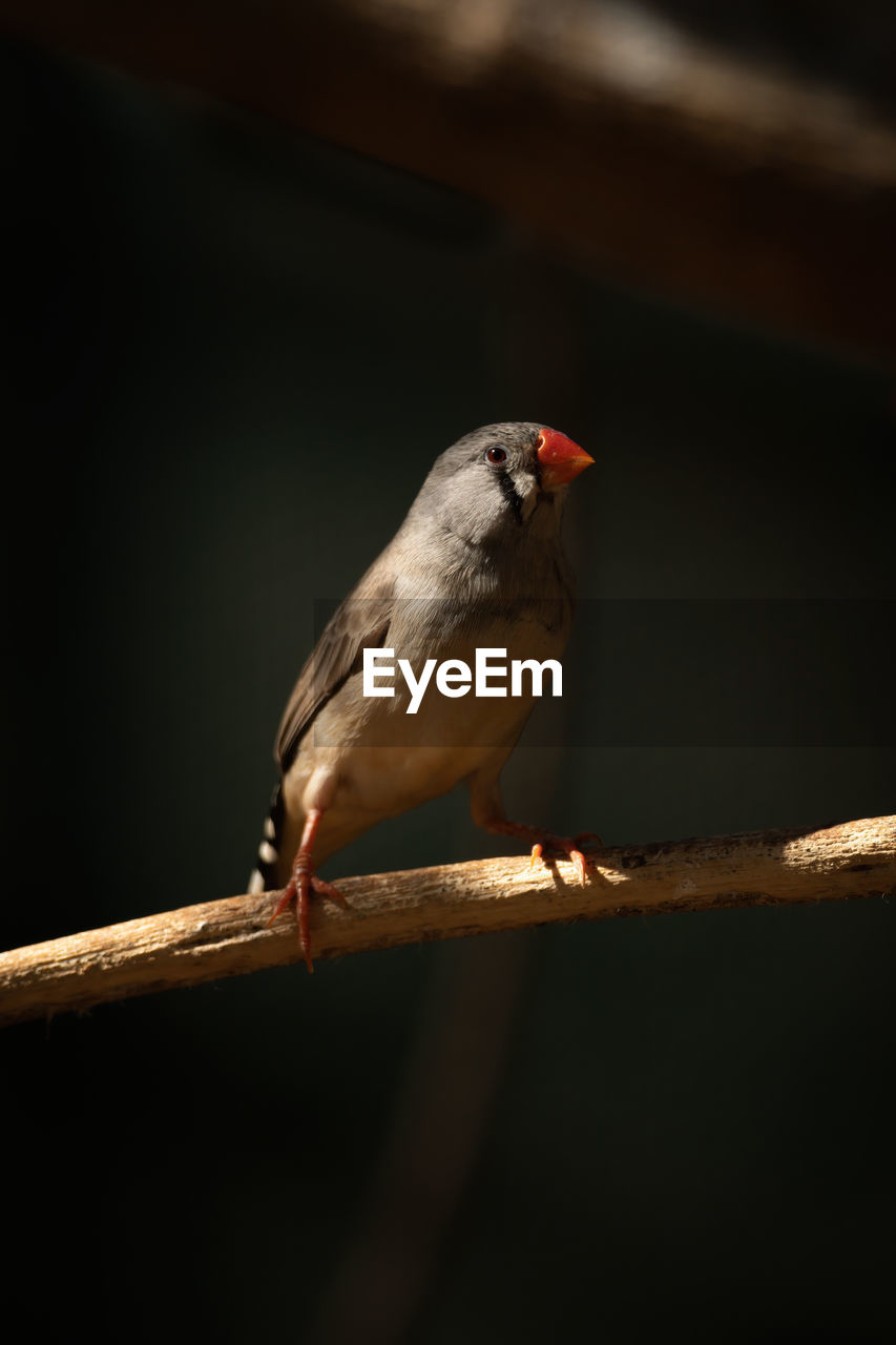 Zebra finch on branch with dark background