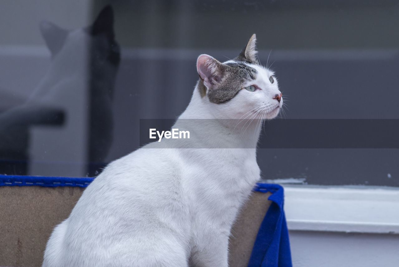 CLOSE-UP OF CAT LOOKING AT CAMERA