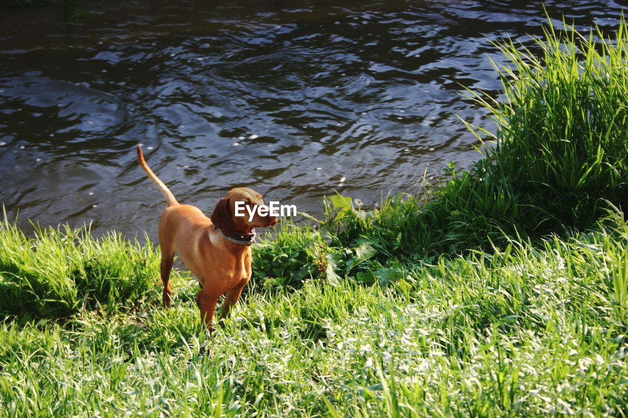 DOG IN LAKE