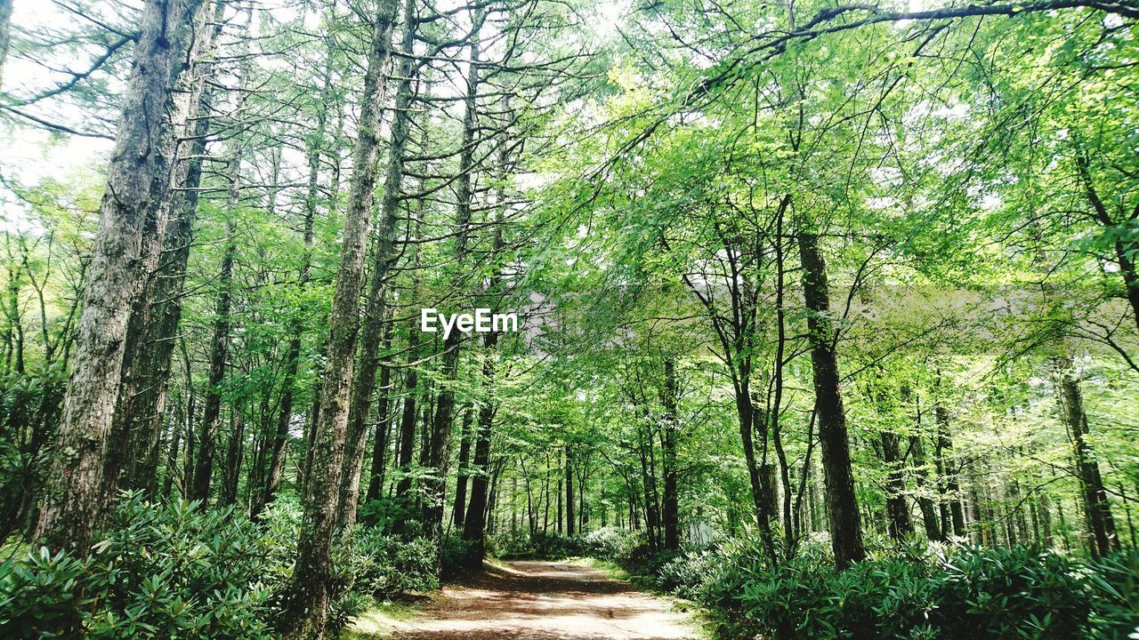 VIEW OF TREES ALONG TREELINED PATHWAY