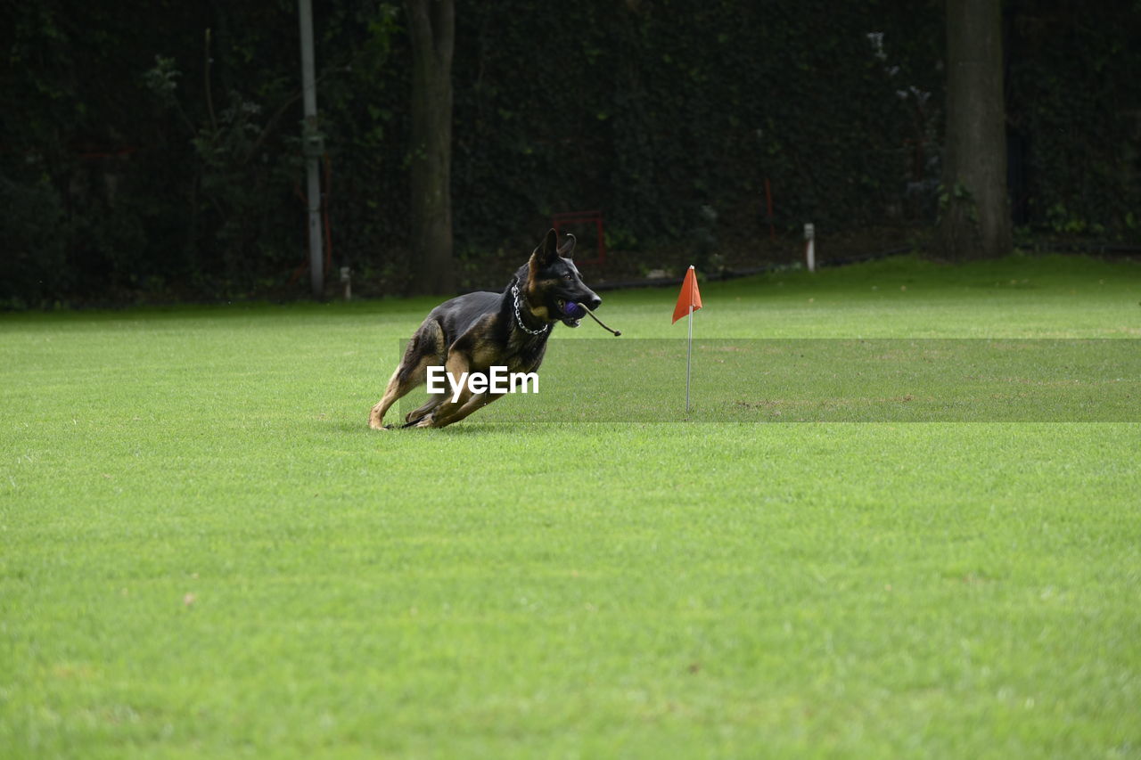 DOG RUNNING IN GRASS