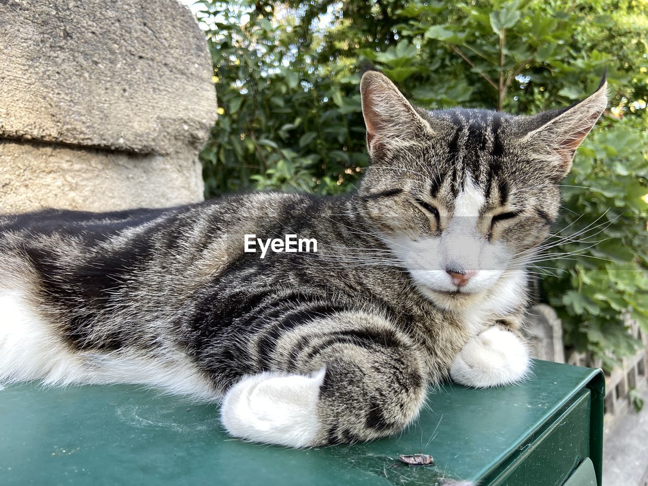 animal, animal themes, mammal, pet, cat, feline, domestic cat, domestic animals, one animal, relaxation, whiskers, felidae, no people, small to medium-sized cats, tabby cat, carnivore, day, portrait, resting, nature, looking at camera, eyes closed