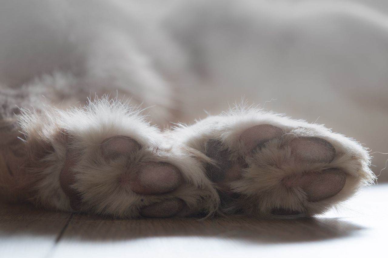 Close-up of cat paw