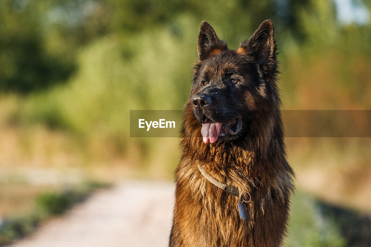 Close-up of dog looking away against trees