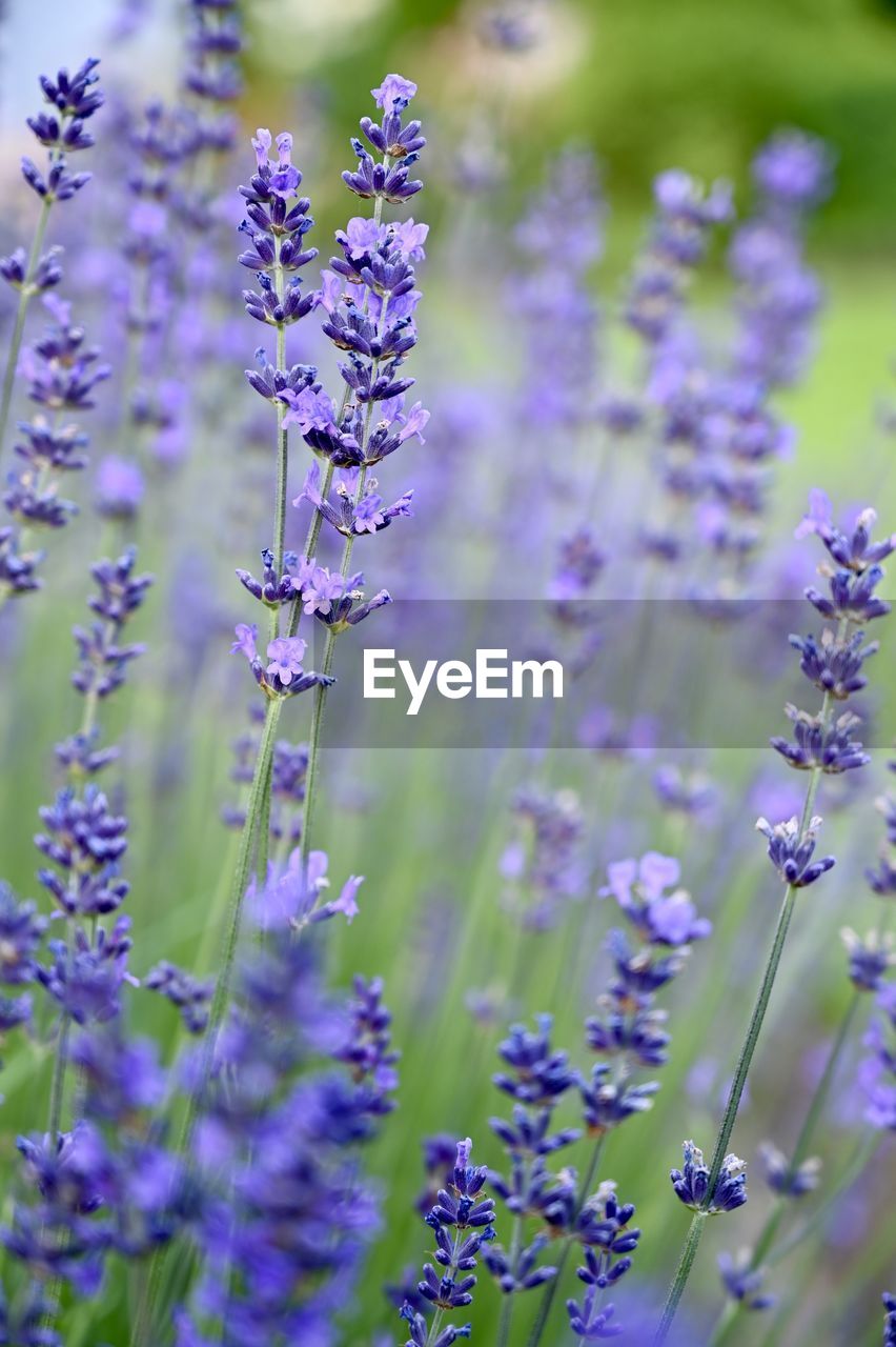 CLOSE-UP OF LAVENDER FLOWERS ON FIELD