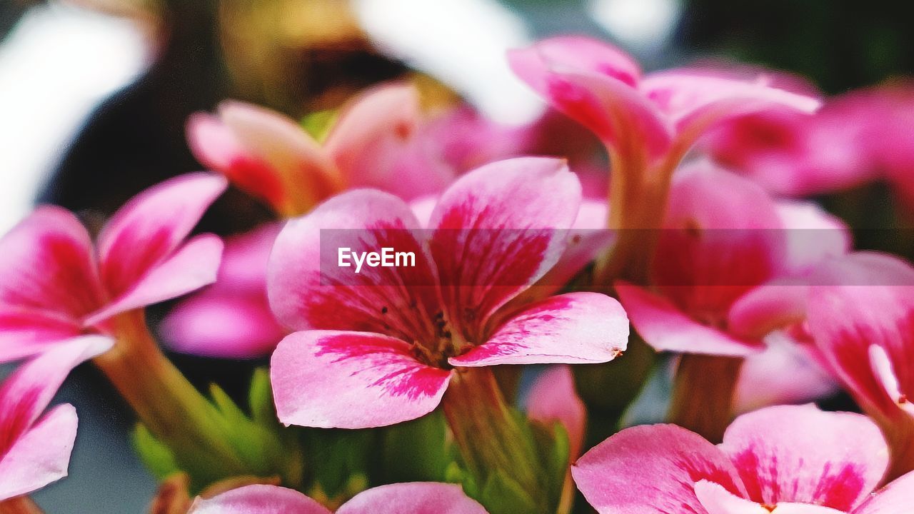 flower, plant, flowering plant, beauty in nature, pink, freshness, close-up, blossom, nature, petal, macro photography, flower head, fragility, no people, magenta, inflorescence, outdoors, focus on foreground, growth, springtime, selective focus, vibrant color, multi colored, leaf, summer, plant part