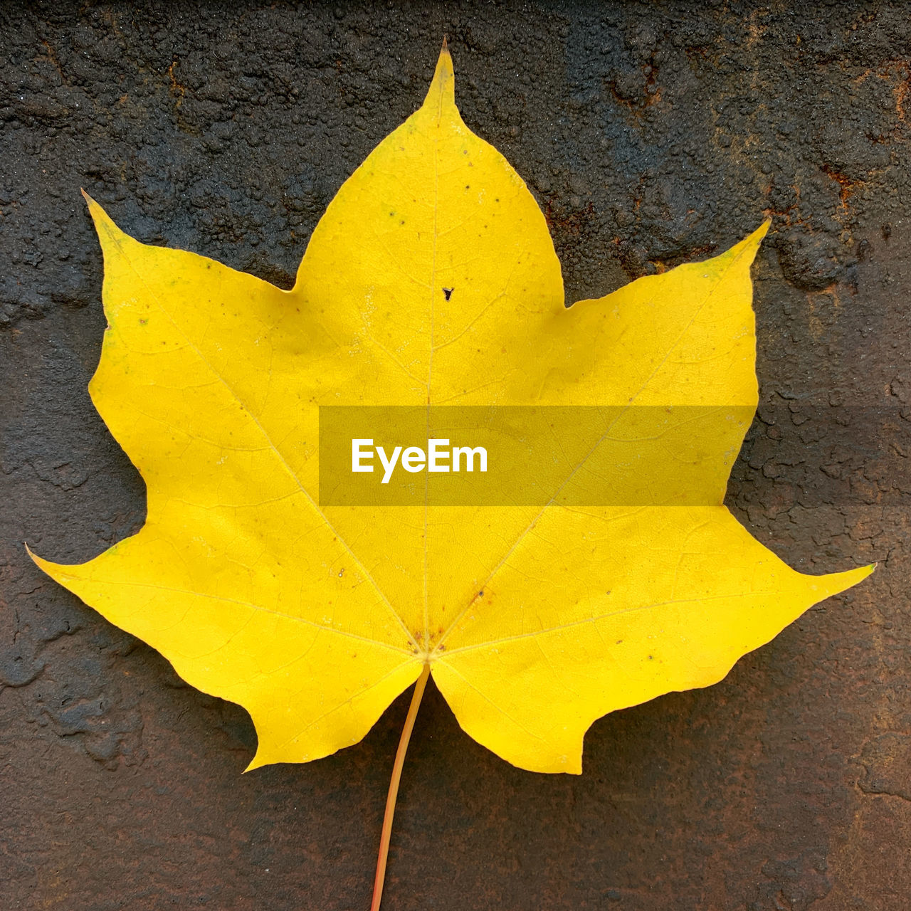 High angle view of yellow autumn leaf